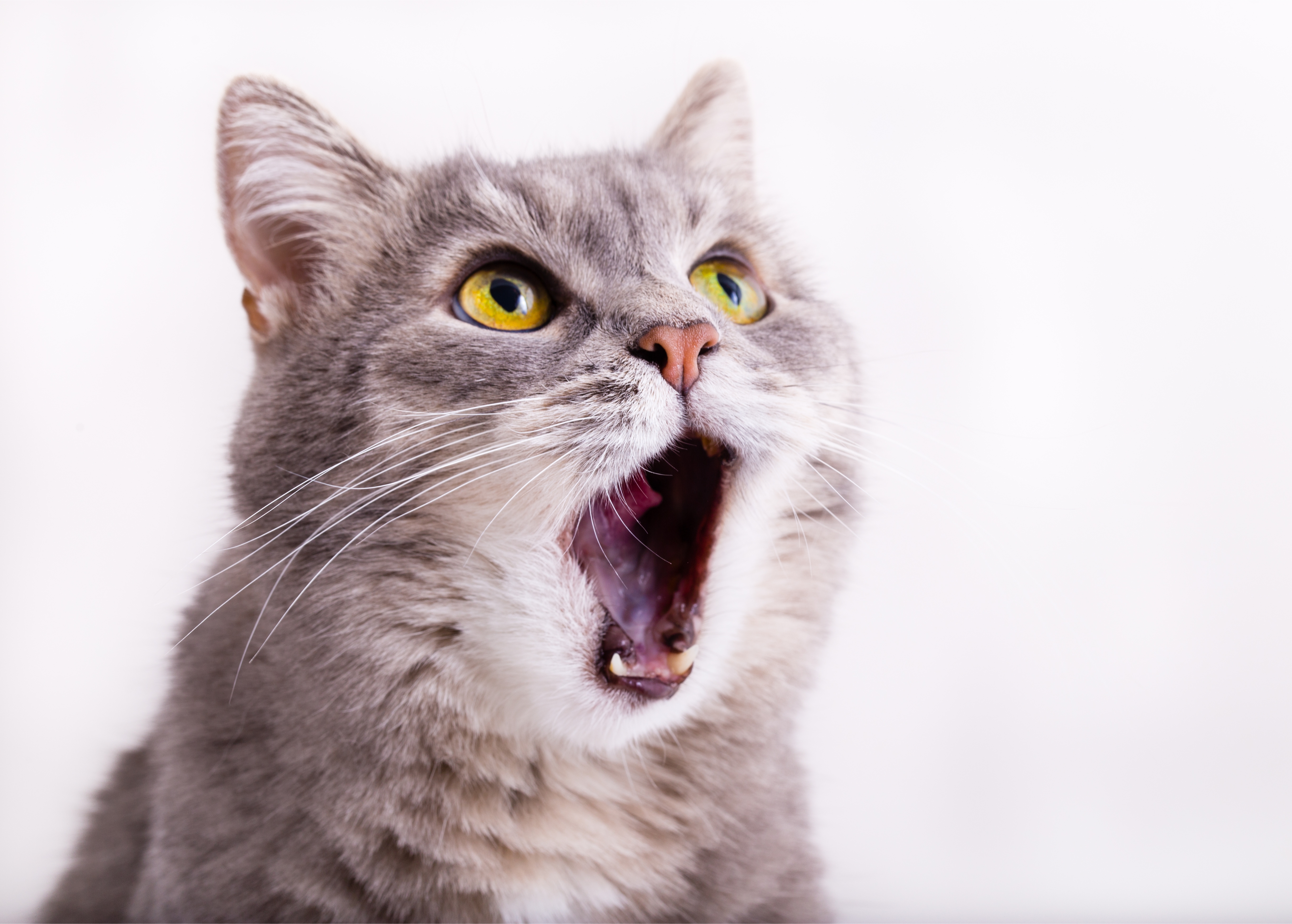 Звук просящей кошки. Удивленный кот. Кошка в шоке. Кричащий кот. Удивенный котэ.