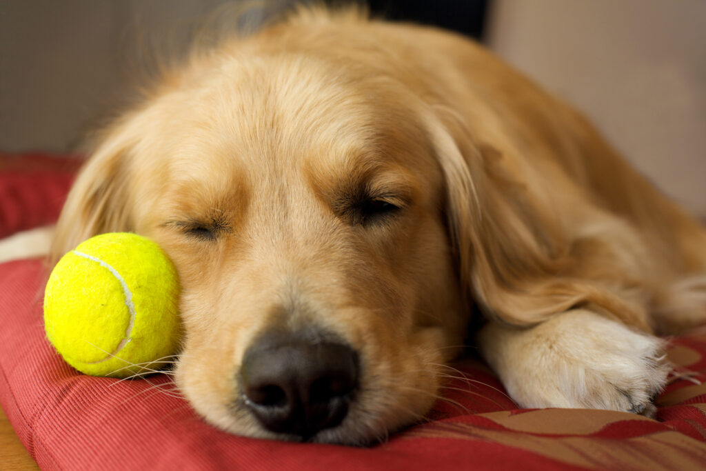 Sleeping Golden Retriever with tennis ball