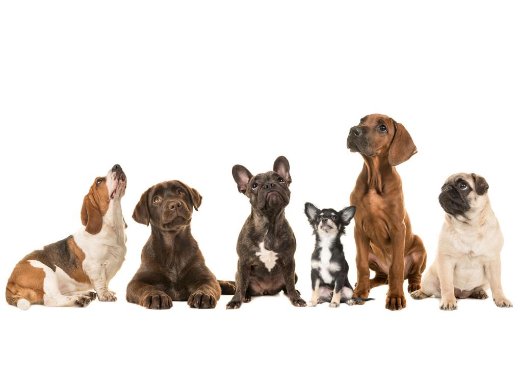 dog top 10 breed