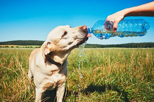 Hot day with dog. Thirsty yellow labrador retriever drinking water from the plastic bottle his owner.