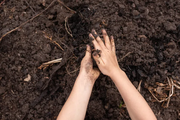 Cropped view of little girl's hands playing in dirt in garden bed (selective focus)